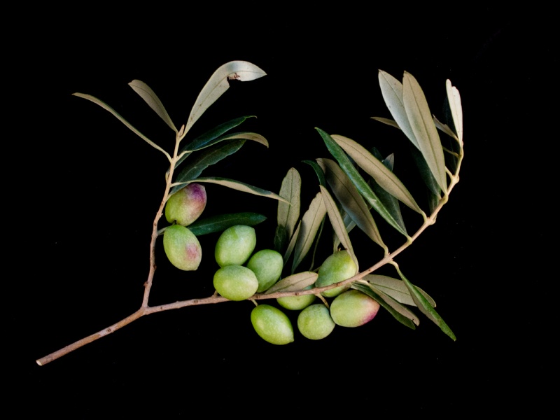 Variedad Martina