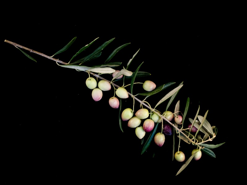 Variedad Sikitita 2