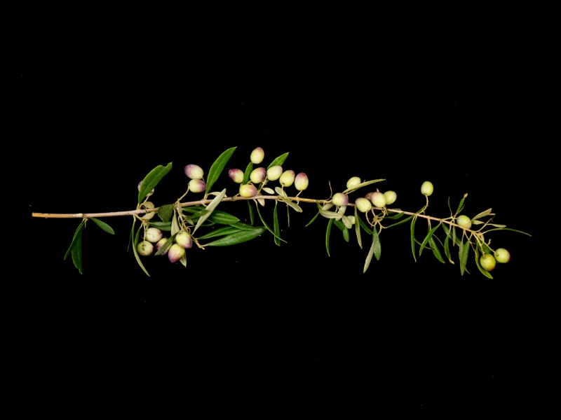 Variedad Sultana